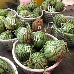 娱乐168吃瓜,揭秘娱乐圈最新吃瓜事件,带你领略明星幕后故事 第3张 娱乐168吃瓜,揭秘娱乐圈最新吃瓜事件,带你领略明星幕后故事 第3张